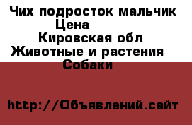 Чих подросток мальчик › Цена ­ 3 000 - Кировская обл. Животные и растения » Собаки   